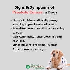 In this article, we will take a unfortunately, in the case of dog prostatic cancer, surgery is not an option because of the location of cancer. Prostate Cancer In Dogs Signs Causes Treatment Options