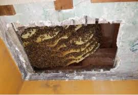 Free bee exterminator near me. Cleveland Bee Removal Exterminator Bee Control