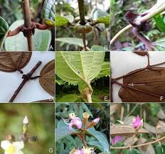 Image result for Dissotis glandulosa