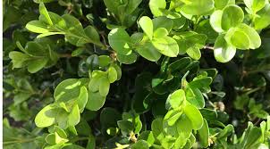 Check spelling or type a new query. There S A Boxwood For Every Garden