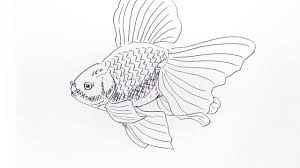 Maybe you would like to learn more about one of these? Halaman Download Menggambar Ikan Koi Semburat Warna