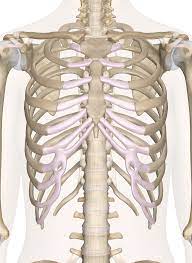 The rib cage also anchors the bones of the head, neck, shoulders, and arms to the trunk of the body. Bones Of The Chest And Upper Back