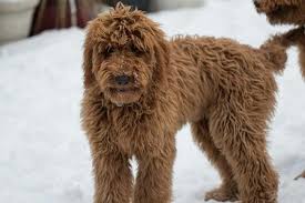 We are a home breeder in east tennessee, specializing in miniature goldendoodles also known as mini goldendoodles. F1b Goldendoodle Puppies Breeder In Ohio Goldendoodle Puppy Goldendoodle F1b Goldendoodle