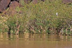 Image result for Aeschynomene elaphroxylon