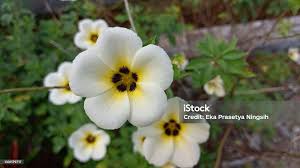 Image result for Turneraceae