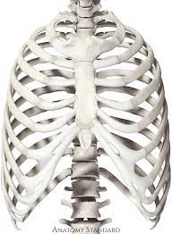 We did not find results for: Thorax Bones Of The Rib Cage