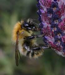 These giclée prints are lovingly reproduced using high quality, state of the art canon technology on amazing heavy weight, archival quality, 100% rag cotton paper. Common Carder Bumblebee Naturespot