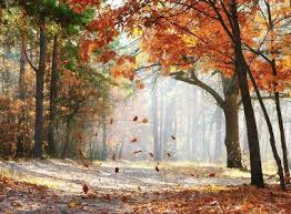 All Post Herfstbladeren Achtergronden Bureaublad Achtergrond