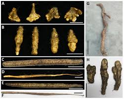 Image result for Polystachya virginea