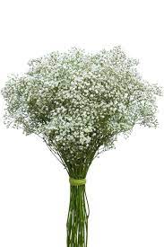 Million Star Gypso Flowers Babys Breath Million Stars