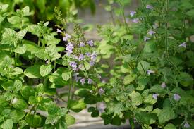 Image result for Clinopodium