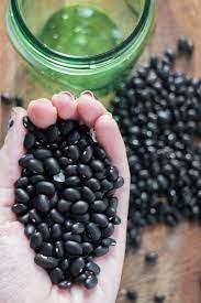 How To Grow Black Beans Black Bean Plant Beans Black Beans