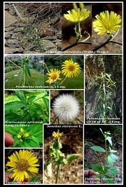 Image result for Sclerocarpus africanus
