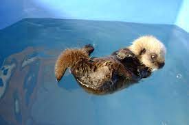 The sea otters at the vancouver aquarium were rescued when they were just babies. Vancouver Aquarium On Twitter Pupdate The Otter Pup In Our Rescuecentre S Care Is A Fast Learner Now Dives Down To Get Toys In His Swim Tub Https T Co Dboihinkql Https T Co Mlfe0cw5fj
