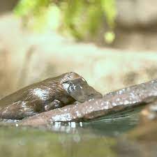 San Diego Zoo Safari Park On Instagram It S An Historic Day We Re Proud To Announce The Arrival Of Two P San Diego Zoo Safari Park San Diego Zoo Safari Park