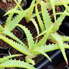 Image result for Aloe arborescens × inyangensis