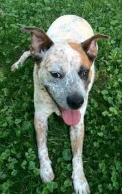 Maybe you would like to learn more about one of these? Australian Cattle Dog Breed Information And Pictures
