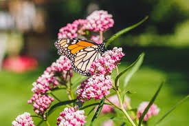 Butterfly weed is the iconic, bright orange beauty that's a staple in every butterfly garden. Seeds Bulbs Pink Milkweed Butterflyperennial Flowered Plant Butterflies Love These 10 Seeds Home Garden