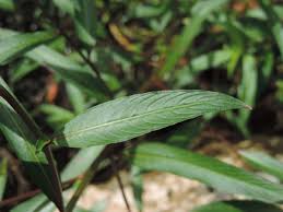 Image result for Ludwigia erecta