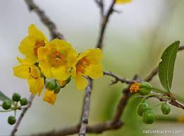 Image result for Ochna natalitia
