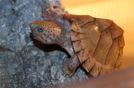Tiny baby musk turtle by theperfectlestat on deviantart. Razorback Musk Turtle Information And Pictures Petguide