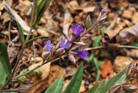 Image result for Polygala schinziana