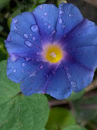Image result for Ipomoea parasitica