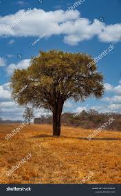 Image result for Boscia albitrunca