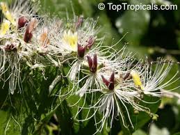 Image result for Capparaceae