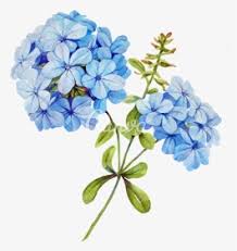 Maybe you would like to learn more about one of these? Blue Flowers Png Images Transparent Blue Flowers Image Download Pngitem