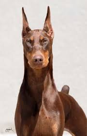 Enter your email address to receive alerts when we have new listings available for pedigree doberman puppies for sale uk. 6 Striking Doberman Pinscher Characteristics And Ideas Doberman Dogs Dog Breeds Doberman Pinscher