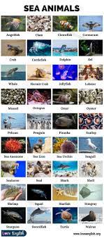 Sea Animals Names Of 37 Animals Live In The Ocean With Pictures Love English In 2021 Sea Animals Brain Facts English Vocabulary