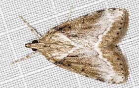 Image result for Otiophora