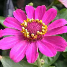 Pengertian, kegunaan, jenis dan contoh conjunctions. Murah Tanaman Hias Bunga Kertas Zinnia Kembang Kertas Zinnia Elegans Shopee Indonesia