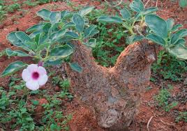 Image result for Pterodiscus angustifolius