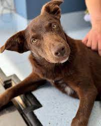 Strong Hearts Dog Rescue | 💙 AVAILABLE FOR ADOPTION 💙 Meet Coffin, an  energetic Kelpie puppy with an adventurous spirit and a zest for life! At  just six months old,... | Instagram