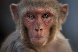 Can India Solve Its Macaque Conundrum With Contraception?