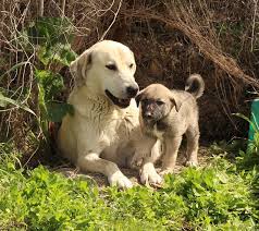 burdur Ã§ukur afad ahmet potak ile ilgili gÃ¶rsel sonucu