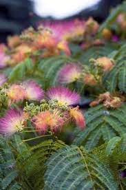 How To Keep A Baby Mimosa Tree Alive Indoors Mimosa Tree Mimosa Plant Trees To Plant