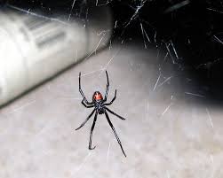 Black Widow Spiders Bulwark Exterminating 2020 4 7 Stars