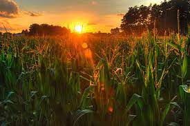 I actually photographed allison's graduation photos a few years ago, so getting them in front of my camera again in manasquan was such a joy and so. Late Summer Sunset Over The Harvest By Richard Fairless