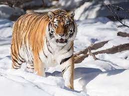 Siberian Tigers: Facts, Threats, And Conservation Efforts | Earth.org