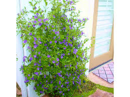 Image result for Lycianthes rantonnetii