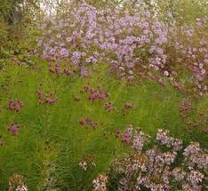 Image result for Vernonia sutherlandii
