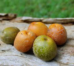 Image result for Pancovia