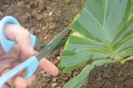 Irises should be divided every 3 to 4 years or when the middle of the clumps look bald. How To Divide Bearded Iris