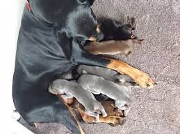 To advance this breed to a state of similarity throughout the world; Doberman Breeders And Dobermans For Sale