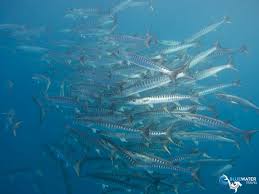 Best Diving In Thailand Top 8 Bluewater Dive Travel