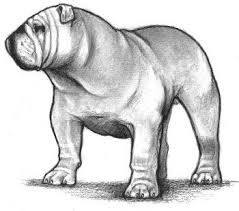 We strive to produce quality, healthy, and happy bulldogs that adhere to the akc breed standard. The Bulldog Breed Standard The Bulldog Club Of America