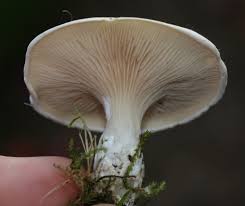 Image result for Clitopilus prunulus